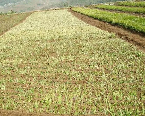 Dewy grass seedlings ready for transplanting Dewy grass seedlings ready for transplanting