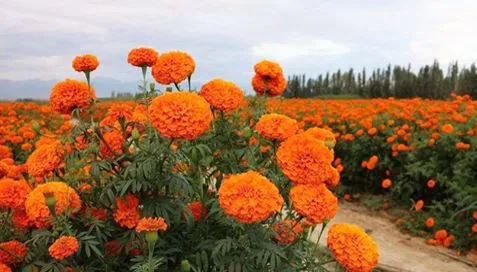 Šta su marigold ekstrakti?