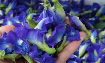 Šta je plavi leptir u prahu?