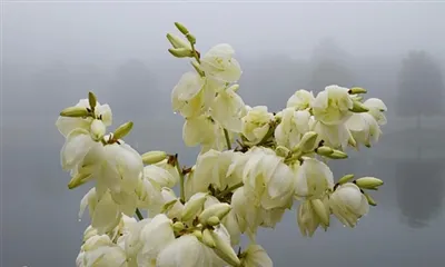 Šta je ekstrakt juke?